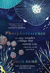 Phosphorescence: On awe, wonder & things that sustain you when the world goes dark