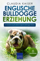 Englische Bulldogge Erziehung