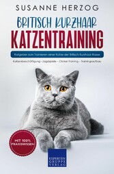 Britisch Kurzhaar Katzentraining