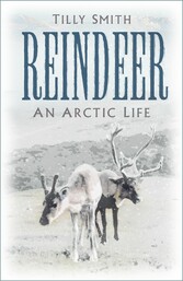 Reindeer