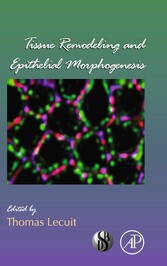 Tissue Remodeling and Epithelial Morphogenesis