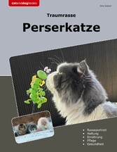 Traumrasse Perserkatze