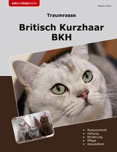 Traumrasse Britisch Kurzhaar