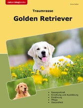 Traumrasse Golden Retriever