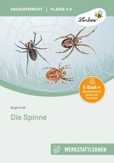 Die Spinne