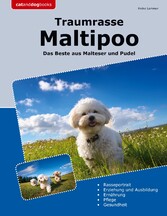 Traumrasse Maltipoo