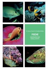 Fische indopazifischer Korallenriffe