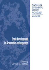 Brain Development in Drosophila melanogaster