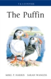 Puffin