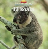 El koala